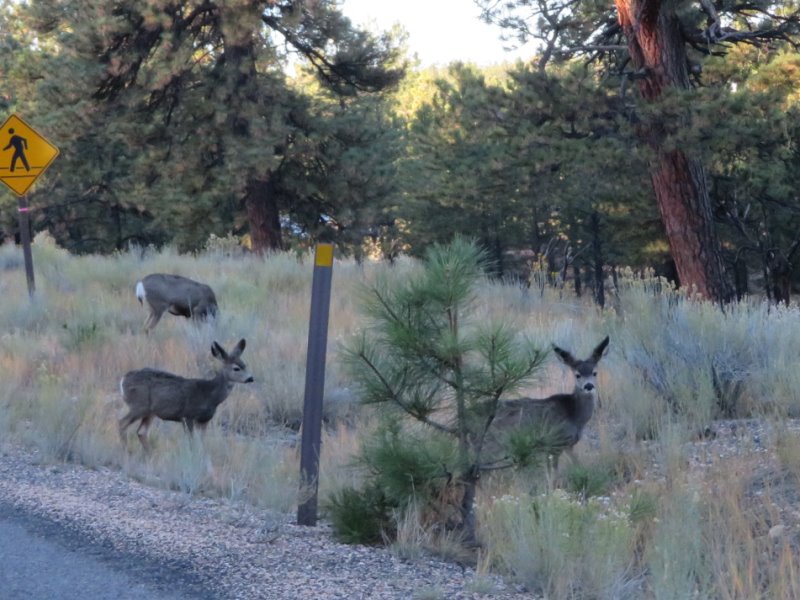 Deer at the entrance to Bryce Canyon National Park